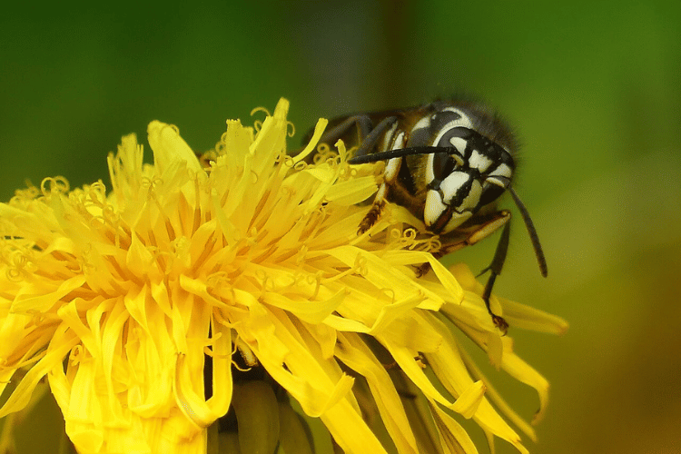 Do Dandelions Repel or Attract Bugs